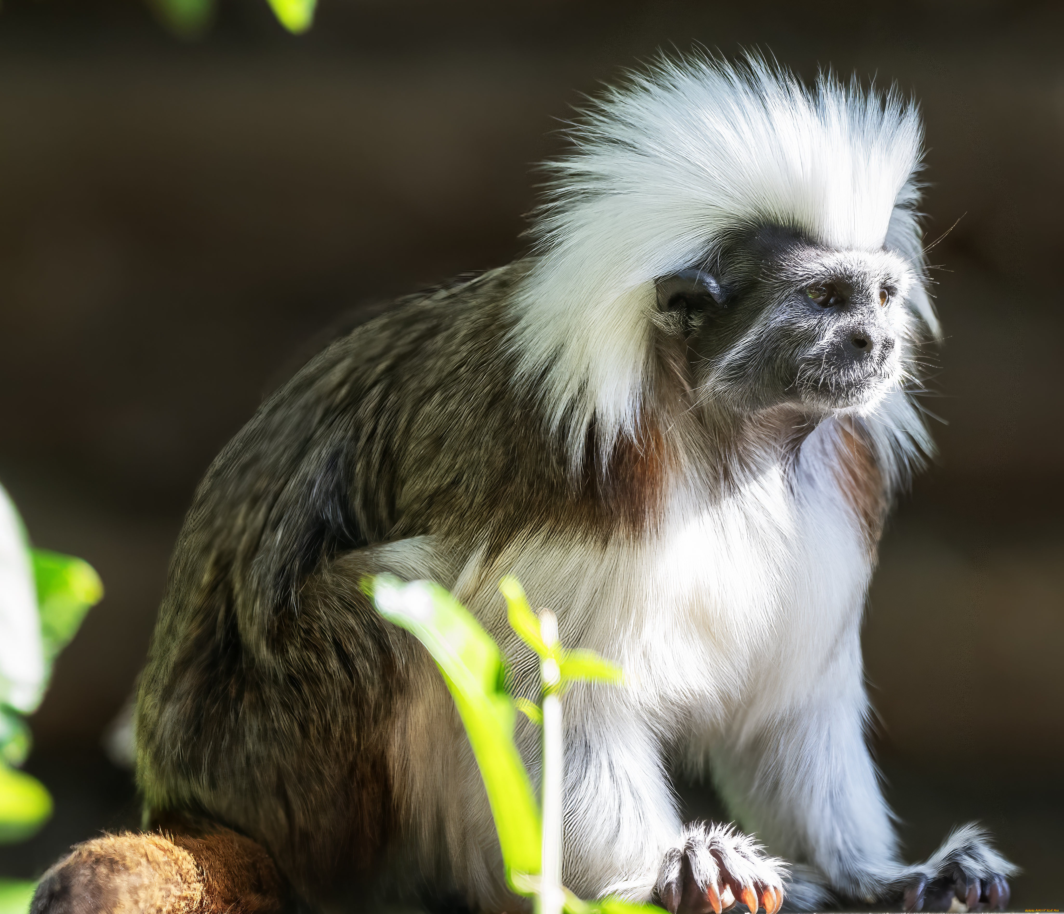 ��������, ��������, ������, �������, saguinus, oedipus, �����������, �����, ��������